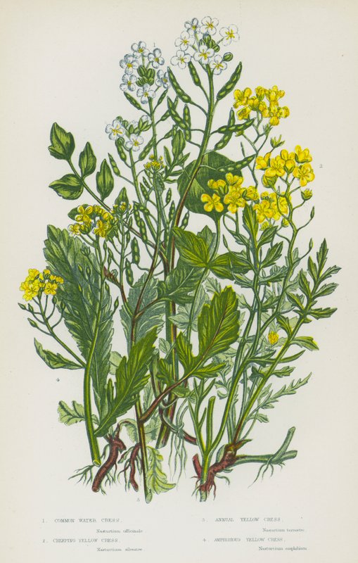 Flowering Plants of Great Britain: Common Water Cress, Creeping Yellow Cress, Annual Yellow Cress, Amphibious Yellow Cress by English School