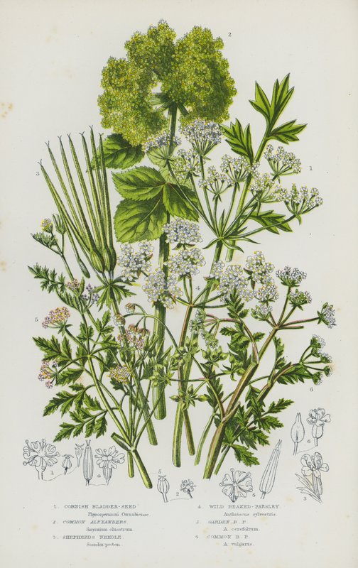 Flowering Plants of Great Britain: Cornish Bladder-Seed, Common Alexanders, Shepherd