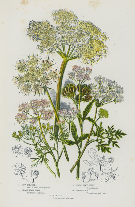 Flowering Plants of Great Britain: Cow-Parsnep, Small Hart-Wort, Great Hart-Wort, Coriander, Hemlock by English School