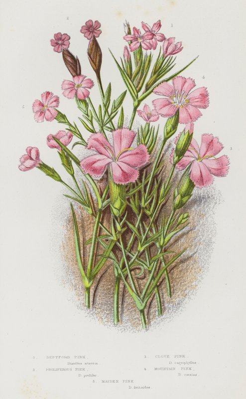 Flowering Plants of Great Britain: Deptford Pink, Proliferous Pink, Clove Pink, Mountain Pink, Maiden Pink by English School
