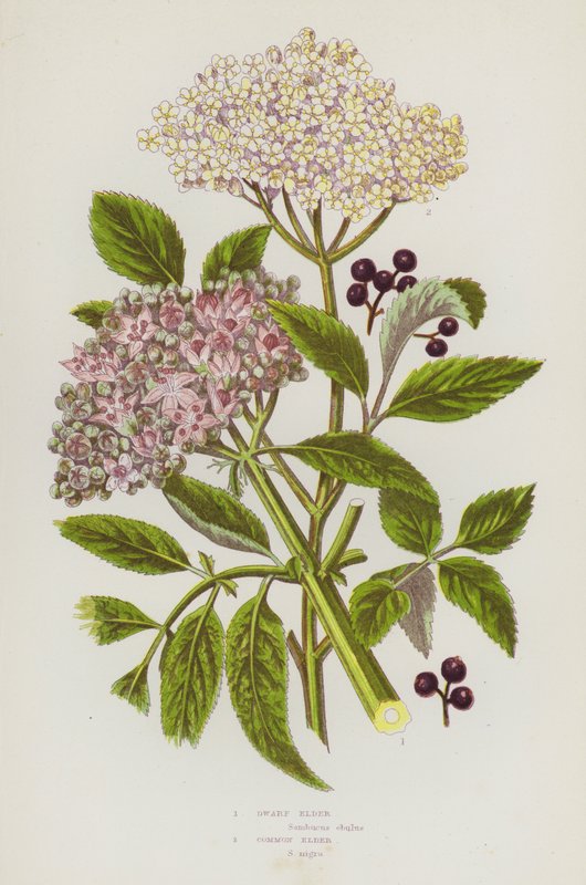 Flowering Plants of Great Britain: Dwarf Elder, Common Elder by English School