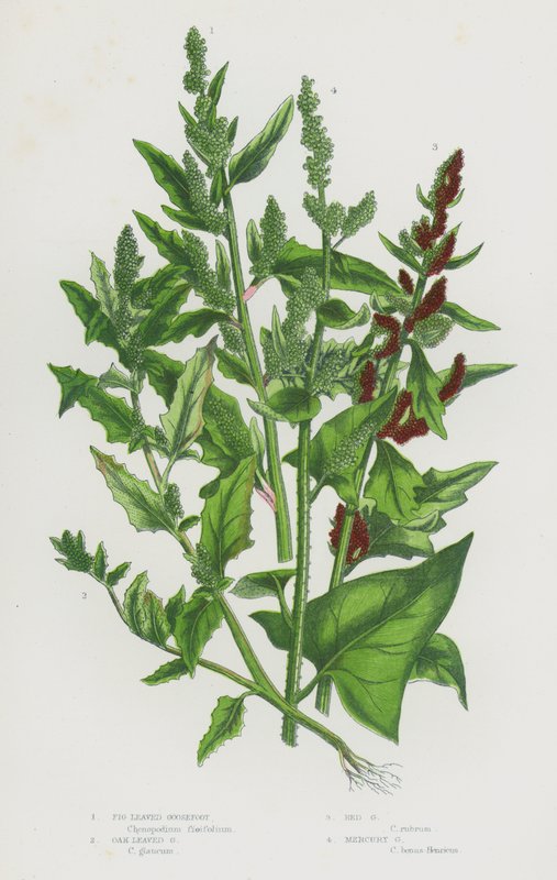 Flowering Plants of Great Britain: Fig Leaved Goosefoot, Oak Leaved Goosefoot, Red Goosefoot, Mercury Goosefoot by English School