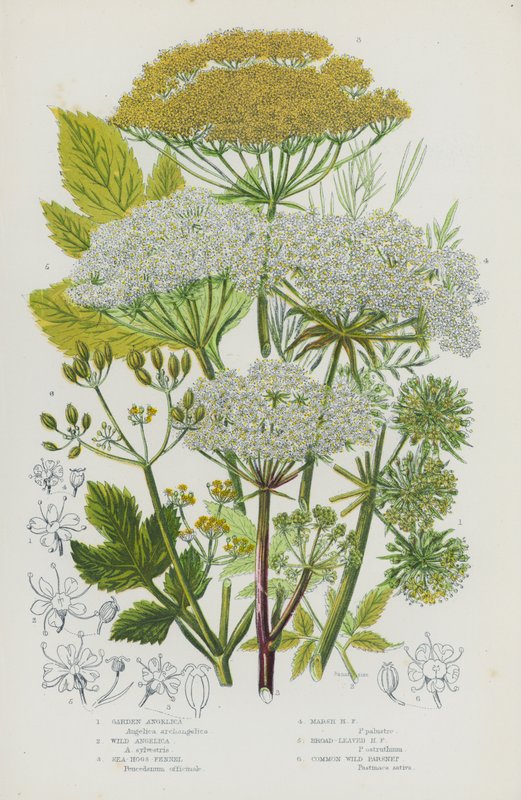 Flowering Plants of Great Britain: Garden Angelica, Wild Angelica, Sea Hogs Fennel, Marsh Hogs Fennel, Broad-Leaved Hogs Fennel, Common Wild Parsnep by English School
