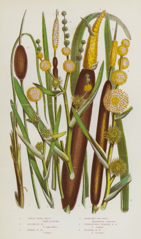 Flowering Plants of Great Britain: Great Reed Mace, Lesser Reed Mace, Dwarf Reed Mace, Branched Bur Reed, Unbranched Upright Bur Reed, Floating Bur Reed by English School