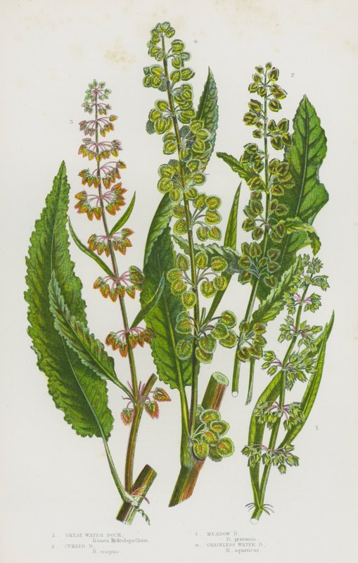 Flowering Plants of Great Britain: Great Water Dock, Curled Dock, Meadow Dock, Grainless Water Dock by English School