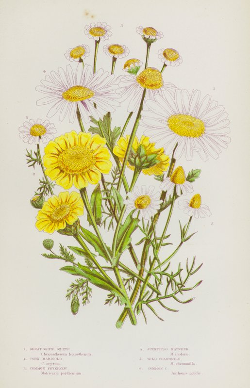 Flowering Plants of Great Britain: Great White Ox-Eye, Corn Marigold, Common Feverfew, Scentless Mayweed, Wild Chamomile, Common Chamomile by English School