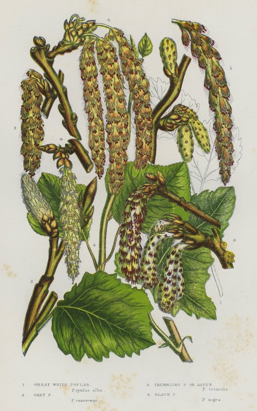 Flowering Plants of Great Britain: Great White Poplar, Grey Poplar, Trembling Poplar or Aspen, Black Poplar by English School