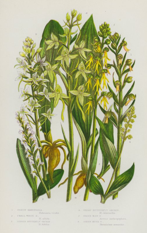 Flowering Plants of Great Britain: Green Habenaria, Small White Habenaria, Lesser Butterfly Orchis, Great Butterfly Orchis, Green Man Orchis, Green Musk Orchis by English School