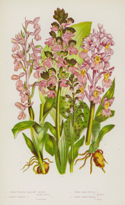 Flowering Plants of Great Britain: Green Winged Meadow Orchis, Early Purple Orchis, Dwarf Dark Winged Orchis, Great Brown Winged Orchis by English School