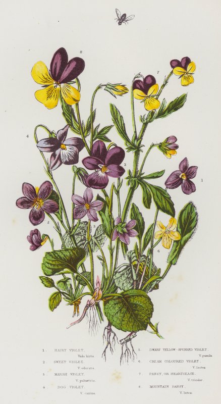 Flowering Plants of Great Britain: Hairy Violet, Sweet Violet, Marsh Violet, Dog Violet, Dwarf Yellow-Spurred Violet, Cream Coloured Violet, Pansy, or Heartsease, Mountain Pansy by English School