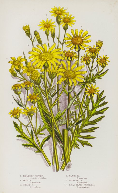 Flowering Plants of Great Britain: Inelegant Ragwort, Hoary Ragwort, Common Ragwort, Marsh Ragwort, Great Fen Ragwort, Broad Leaved Groundsel by English School
