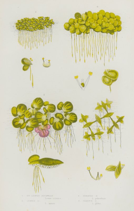Flowering Plants of Great Britain: Ivy Leaved Duckweed, Lesser Duckweed, Greater Duckweed, Gibbous Duckweed by English School