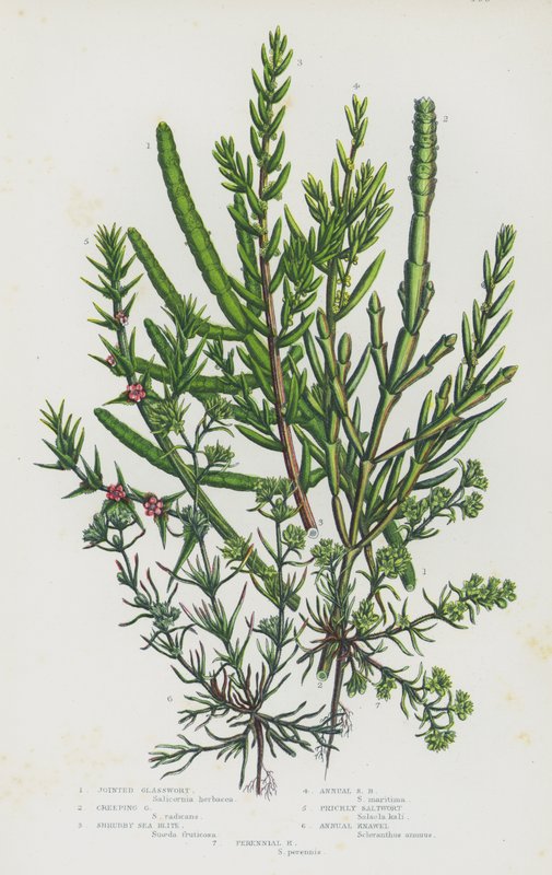 Flowering Plants of Great Britain: Joined Glasswort, Creeping Glasswort, Shrubby Sea Blite, Annual Sea Blite, Prickly Saltwort, Annual Knawel, Perennial Knawel by English School