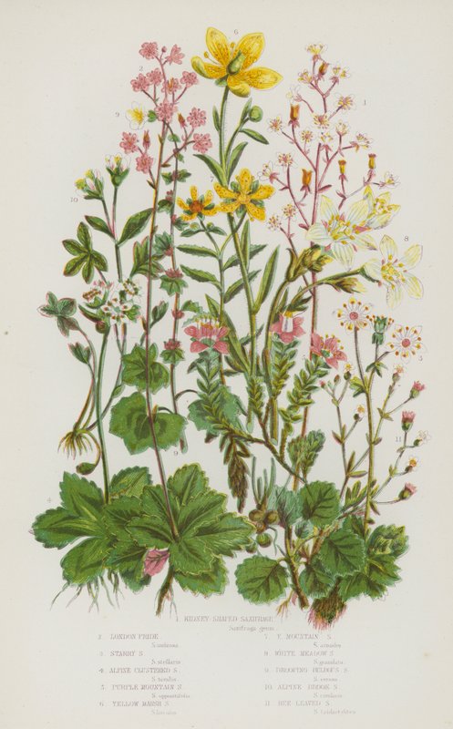 Flowering Plants of Great Britain: Kidney Shaped Saxifrage, London Pride, Starry Saxifrage, Alpine Clustered Saxifrage, Purple Mountain Saxifrage, Yellow Marsh Saxifrage, Yellow Mountain Saxifrage, White Meadow Saxifrage, Drooping Bulbous Saxifrage by English School
