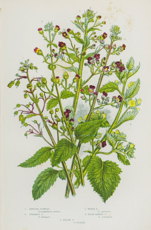 Flowering Plants of Great Britain: Knotted Figwort, Ehrharti Figwort, Water Figwort, Balm Leaved Figwort, Yellow Figwort by English School