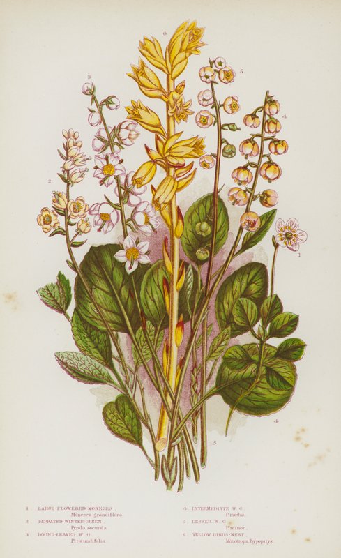 Flowering Plants of Great Britain: Large Flowered Moneses, Serrated Winter-Green, Round-Leaved Winter-Green, Intermediate Winter-Green, Lesser Winter-Green, Yellow Birds-Nest by English School