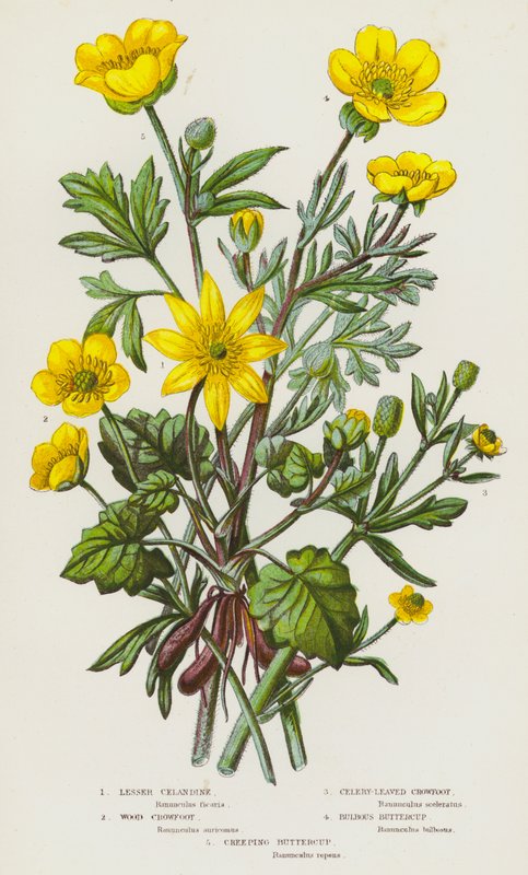 Lesser Celandine, Wood Crowfoot, Celery-Leaved Crowfoot, Bulbous Buttercup, Creeping Buttercup by English School