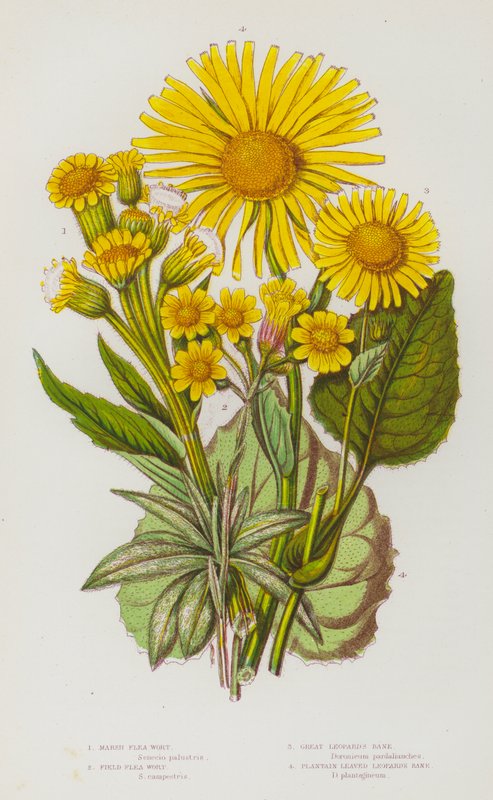 Flowering Plants of Great Britain: Marsh Flea Wort, Field Flea Wort, Great Leopard