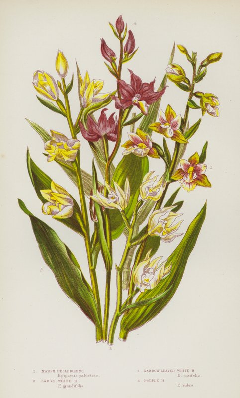 Flowering Plants of Great Britain: Marsh Helleborine, Large White Helleborine, Narrow-Leaved White Helleborine, Purple Helleborine by English School