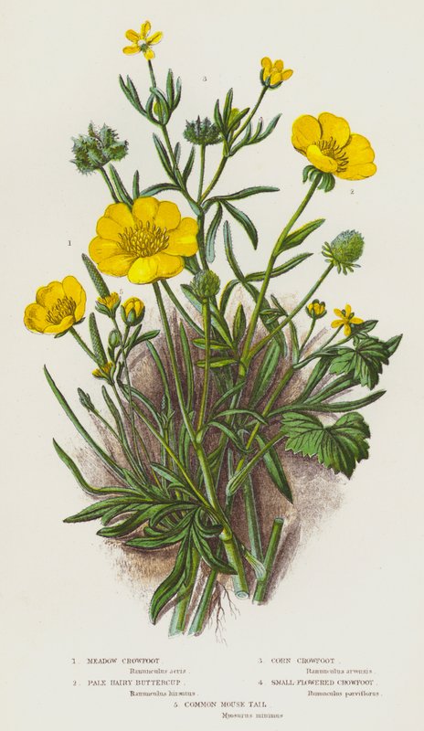 Flowering Plants of Great Britain: Meadow Crowfoot, Pale Hairy Buttercup, Corn Crowfoot, Small-Flowered Crowfoot, Common Mouse Tail by English School