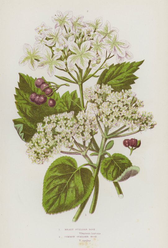 Flowering Plants of Great Britain: Mealy Guelder Rose, Common Guelder Rose by English School