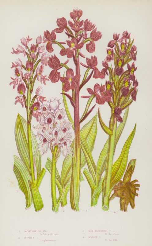 Military Orchis, Monkey Orchis, Lax-Flowered Orchis, Marsh Orchis by English School