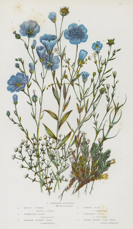 Flowering Plants of Great Britain: Mossy Cyphel, Perennial Flax, Narrow Leaved Flax, Common Flax, Cathartic Flax, Thyme Leaved Flax Seed, Slender Buffonia by English School