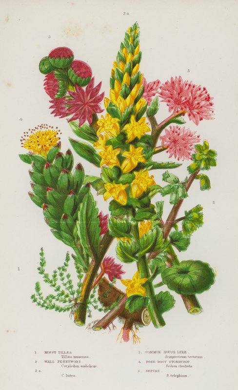 Flowering Plants of Great Britain: Mossy Tillaea, Wall Pennywort, Common House Leek, Rose-Root Stonecrop, Orpine by English School