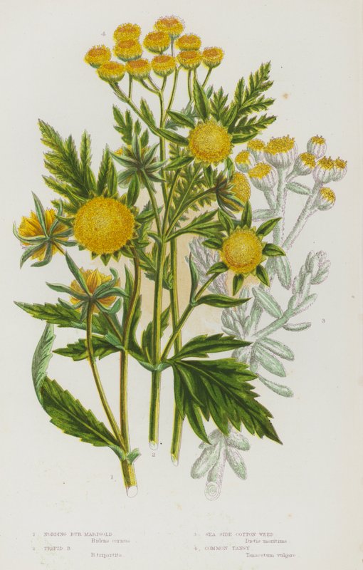 Flowering Plants of Great Britain: Nodding Bur Marigold, Trifid Bur Marigold, Sea Side Cotton Weed, Common Tansy by English School