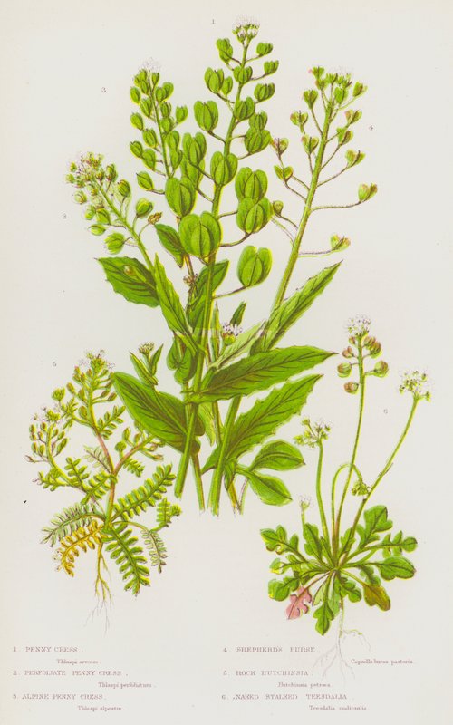 Flowering Plants of Great Britain: Penny Cress, Perfoliate Penny Cress, Alpine Penny Cress, Shepherd