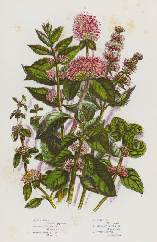 Flowering Plants of Great Britain: Peppermint, Water Capitate Mint, Marsh Whorled Mint, Corn Mint, Narrow Leaved Mint, Pennyroyal by English School