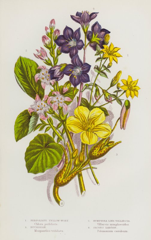 Flowering Plants of Great Britain: Perfoliate Yellow-Wort, Buckbean, Nymphoea-Like Villarsia, Jacobs Ladder by English School