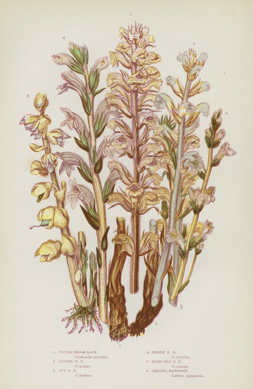 Flowering Plants of Great Britain: Picris Broom Rape, Lesser Broom Rape, Ivy Broom Rape, Purple Broom Rape, Branched Broom Rape, Greater Toothwort by English School