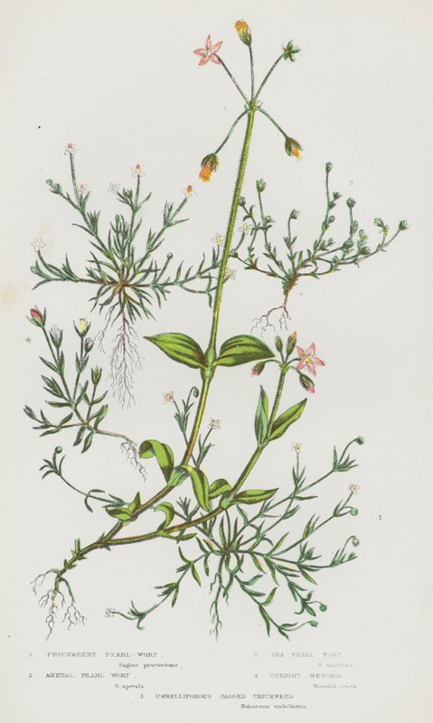 Flowering Plants of Great Britain: Procumbent Pearl-Wort, Annual Pearl-Wort, Sea Pearl-Wort, Upright Maenchia, Umbelliforous Jagged Chickweed by English School