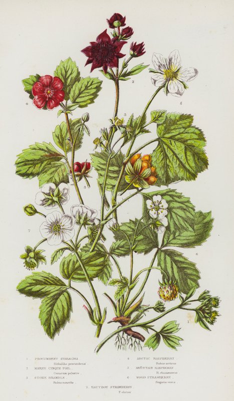 Flowering Plants of Great Britain: Procumbent Sibbaldia, Marsh Cinque Foil, Stone Bramble, Arctic Raspberry, Mountain Raspberry, Wood Strawberry, Hautboy Strawberry by English School