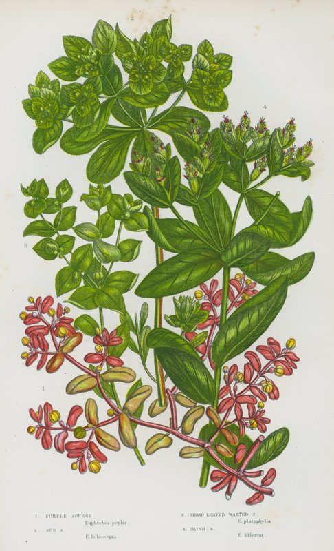 Purple Spurge, Sun Spurge, Broad Leaved Warted Spurge, Irish Spurge by English School