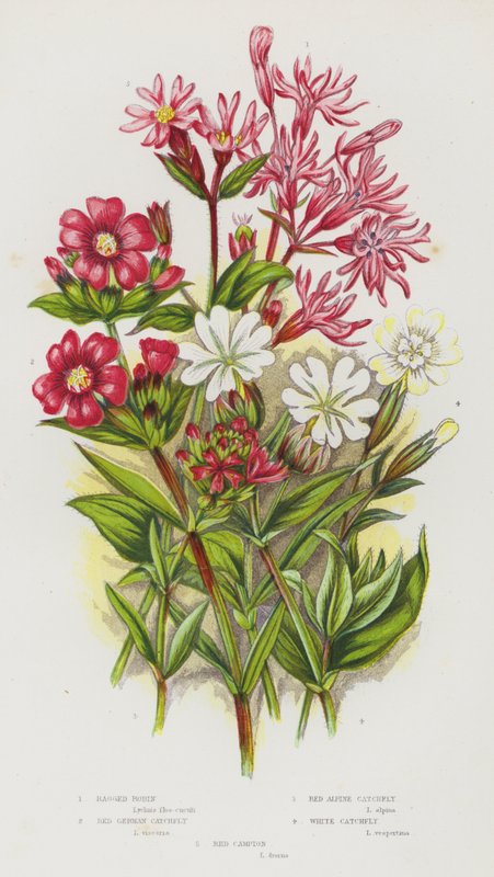 Flowering Plants of Great Britain: Ragged Robin, Red German Catchfly, Red Alpine Catchfly, White Catchfly, Red Campion by English School