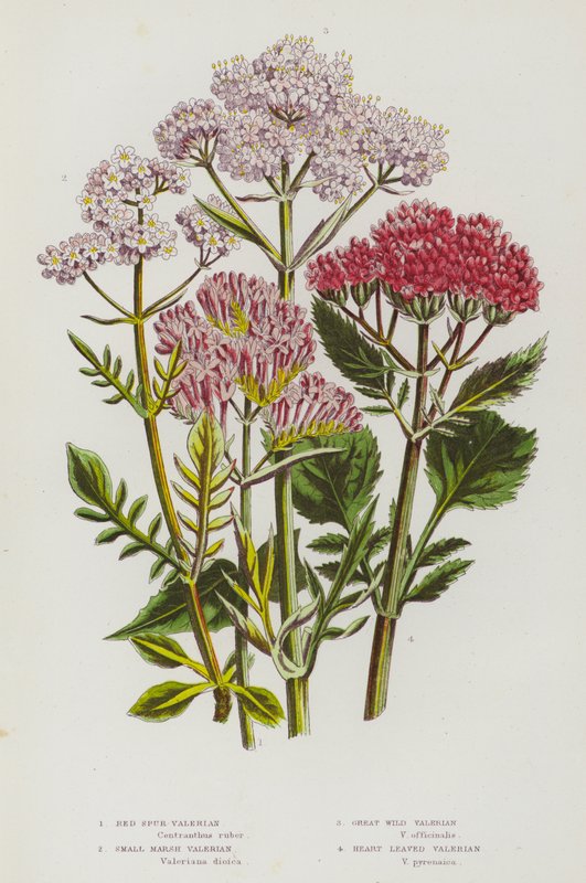Flowering Plants of Great Britain: Red Spur Valerian, Small Marsh Valerian, Great Wild Valerian, Heart Leaved Valerian by English School