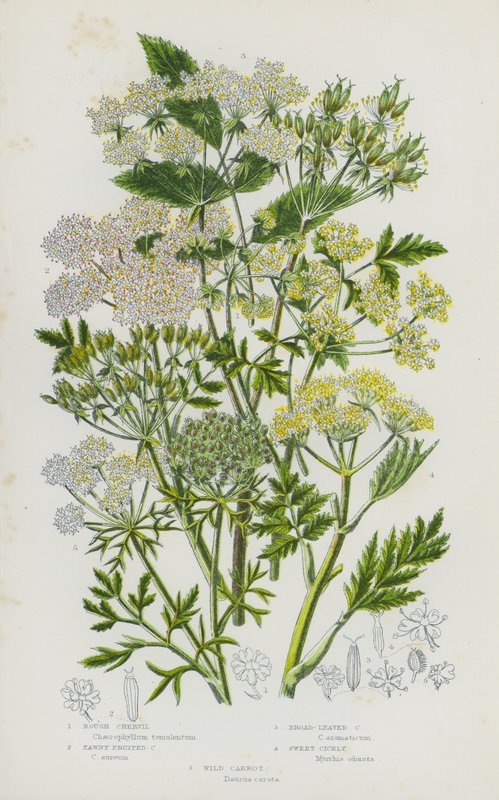 Flowering Plants of Great Britain: Rough Chervil, Tawny Fruited Chervil, Broad-Leaved Chervil, Sweet Cicely, Wild Carrot by English School