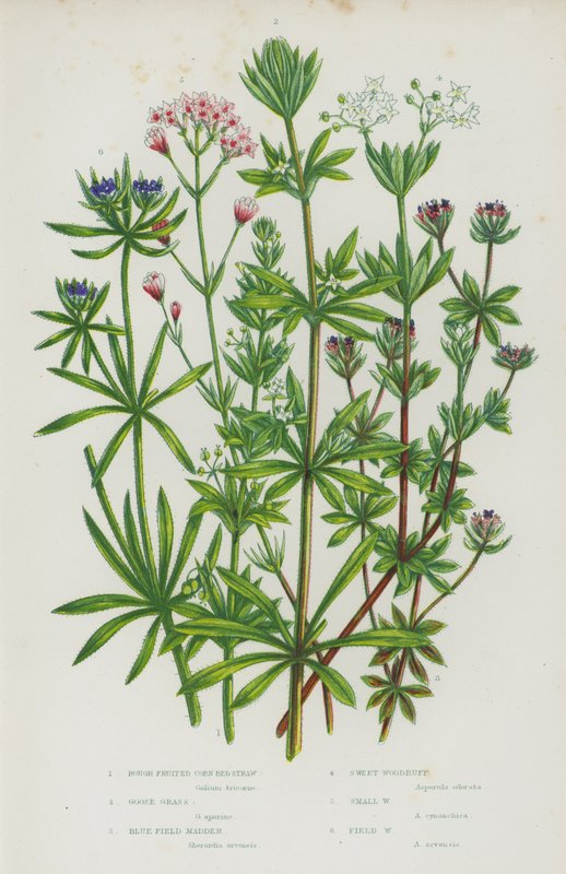 Flowering Plants of Great Britain: Rough Fruited Corn Bed Straw, Goose Grass, Blue Field Madder, Sweet Woodruff, Small Woodruff, Field Woodruff by English School