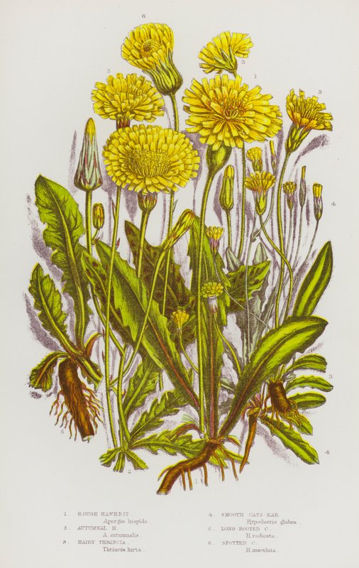 Flowering Plants of Great Britain: Rough Hawkbit, Autumnal Hawkbit, Hairy Thrincia, Smooth Cats-Ear, Long-Rooted Cats-Ear, Spotted Cats-Ear by English School