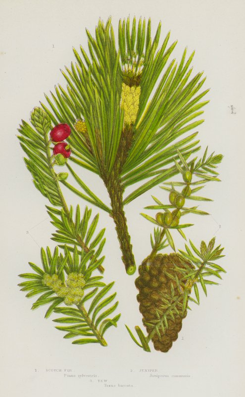 Flowering Plants of Great Britain: Scotch Fir, Juniper, Yew by English School