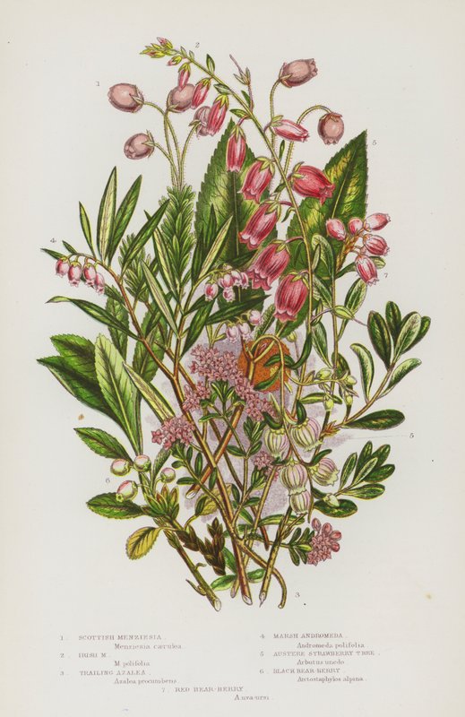 Flowering Plants of Great Britain: Scottish Menziesia, Irish Menziesia, Trailing Azalea, Marsh Andromeda, Austere Strawberry Tree, Black Bear-Berry, Red Bear-Berry by English School