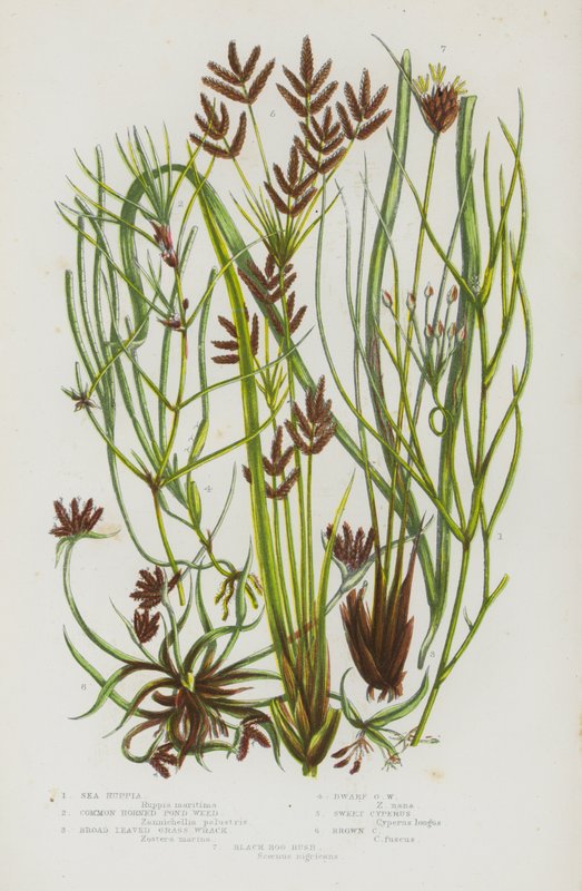 Flowering Plants of Great Britain: Sea Ruppia, Common Horned Pond Weed, Broad Leaved Grass Wrack, Dwarf Grass Wrack, Sweet Cyperus, Brown Cyperus, Black Bog Rush by English School