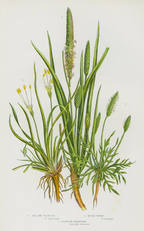 Flowering Plants of Great Britain: Sea Side Plantain, Bucks Thorn, Plantain Shoreweed by English School