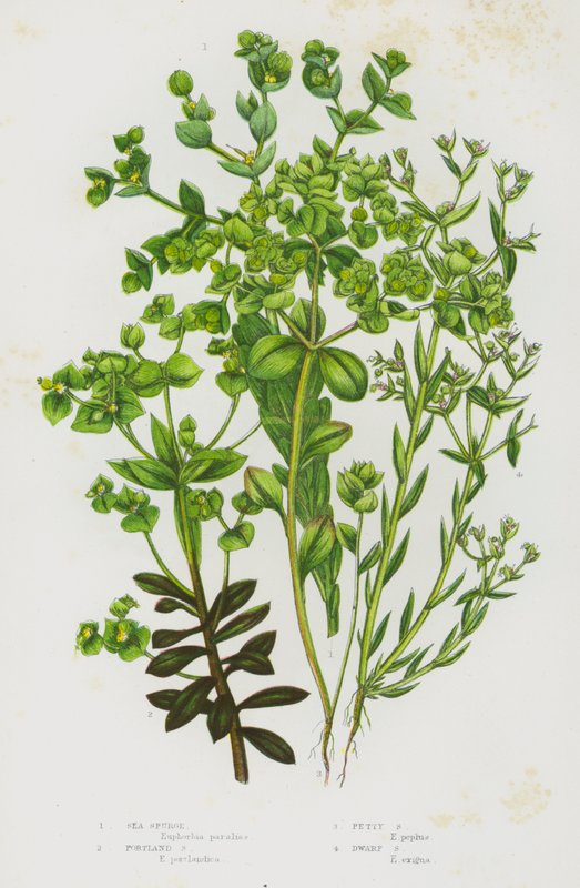 Flowering Plants of Great Britain: Sea Spurge, Portland Spurge, Petty Spurge, Dwarf Spurge by English School