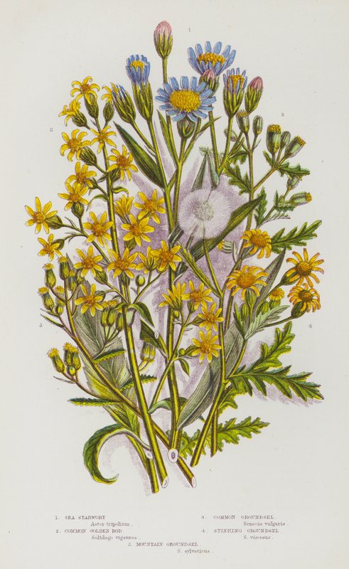 Flowering Plants of Great Britain: Sea Starwort, Common Golden Rod, Common Groundsel, Stinking Groundsel, Mountain Groundsel by English School