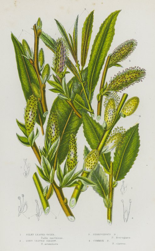 Silky Leaved Osier, Long Leaved Sallow, Ferruginous Sallow, Common Sallow by English School
