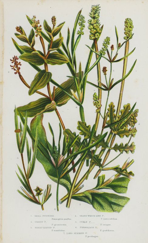 Flowering Plants of Great Britain: Small Pondweed, Grassy Pondweed, Sharp-Leaved Pondweed, Grass-Wrack-Like Pondweed, Curly Pondweed, Perfoliate Pondweed, Long-Stalked Pondweed by English School