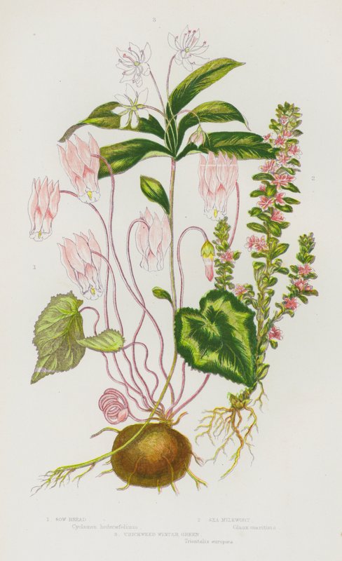 Flowering Plants of Great Britain: Sow Bread, Sea Milkwort, Chickweed Winter Green by English School